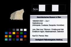 Foto (Objekt + Etikett) von Gastrodorus sp.  (NHMW-GEO-1990-0041-2927)